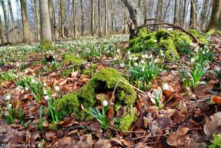 1 Bestand des Maerzenbechers im NSG